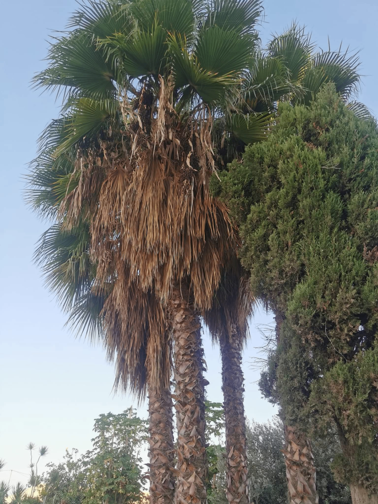 Tree Cutting — Before