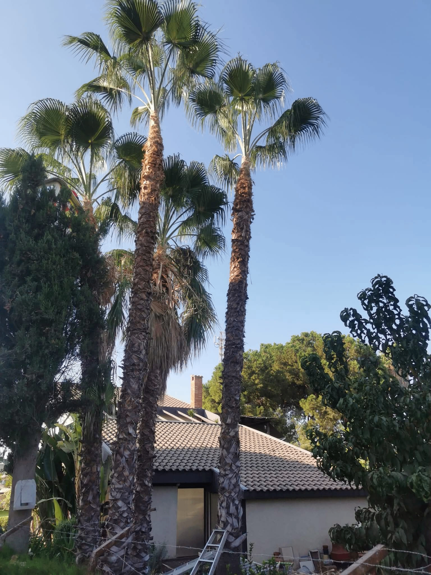 Tree Cutting — After