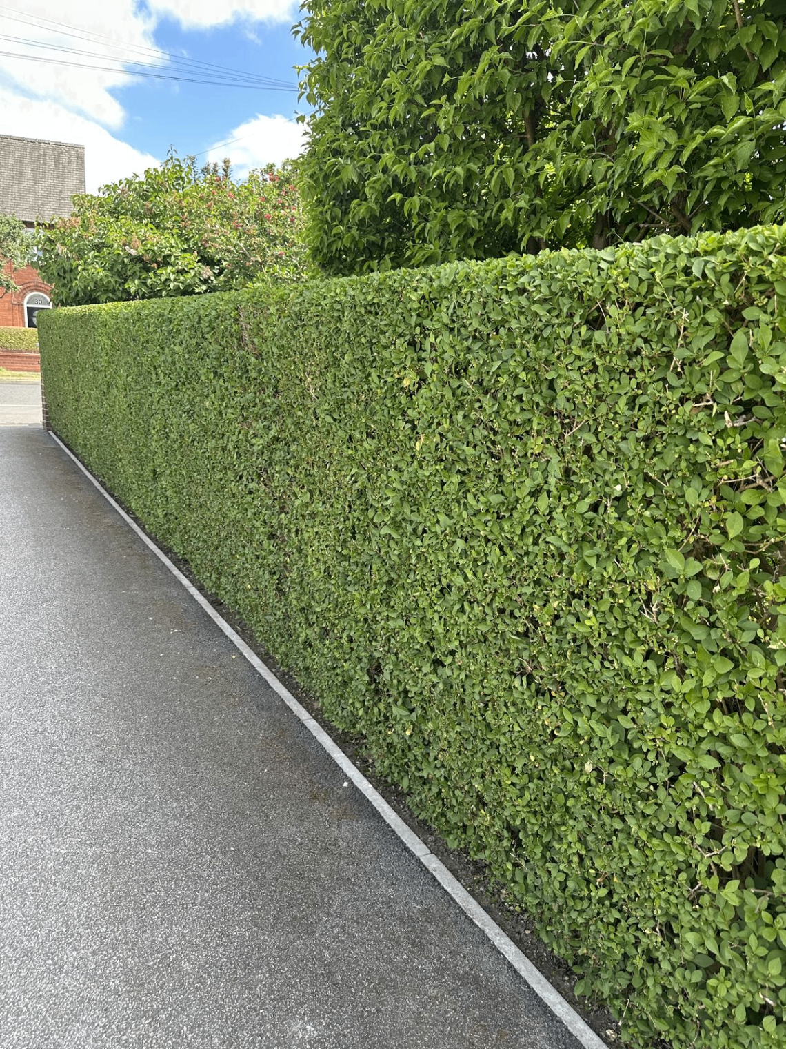 Freshly trimmed hedge alongside a residential property