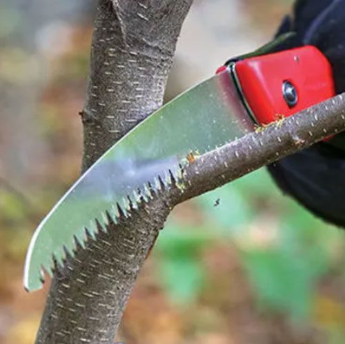Tree branch being cut with a pruning saw