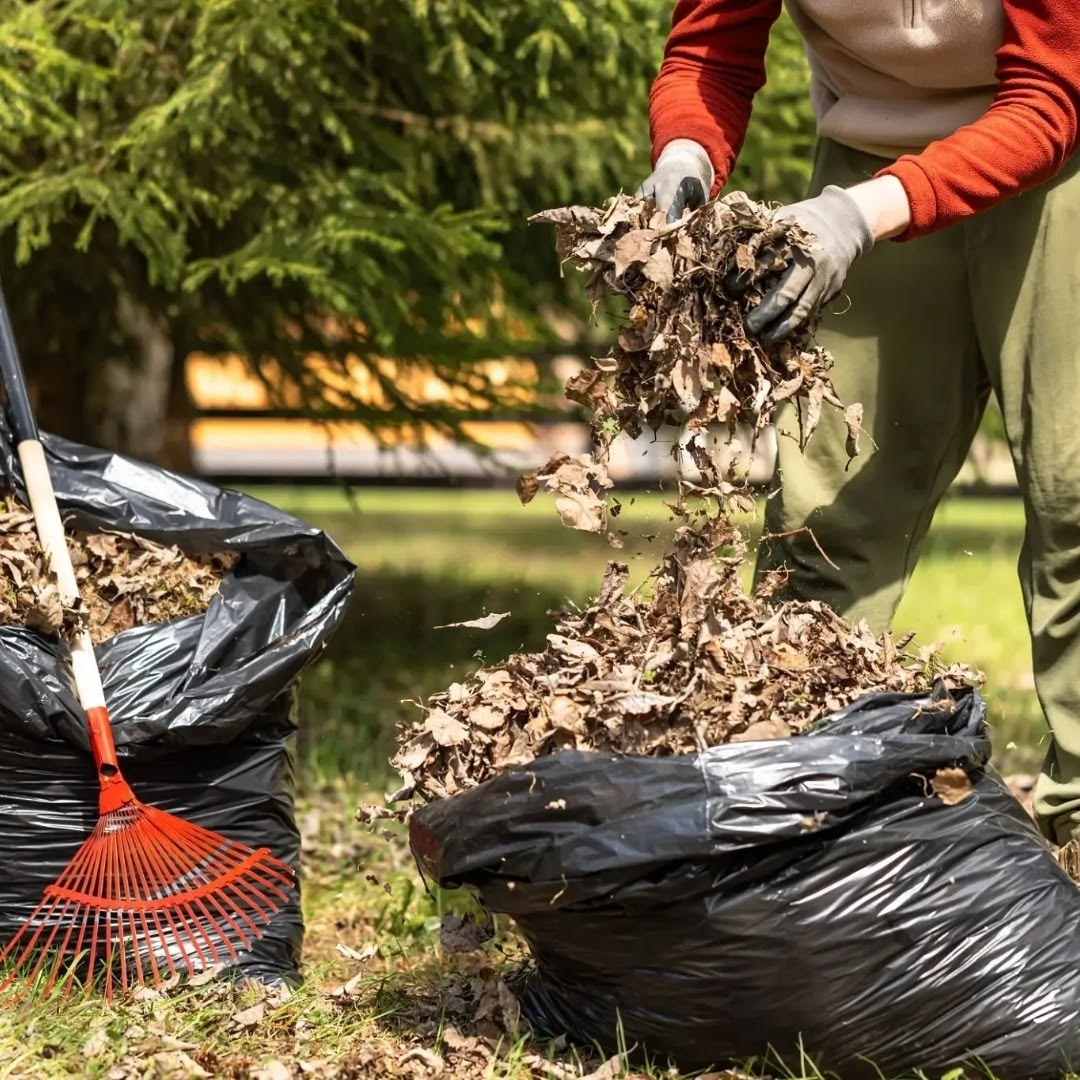 Garden clearance work with leaves being collected into bags