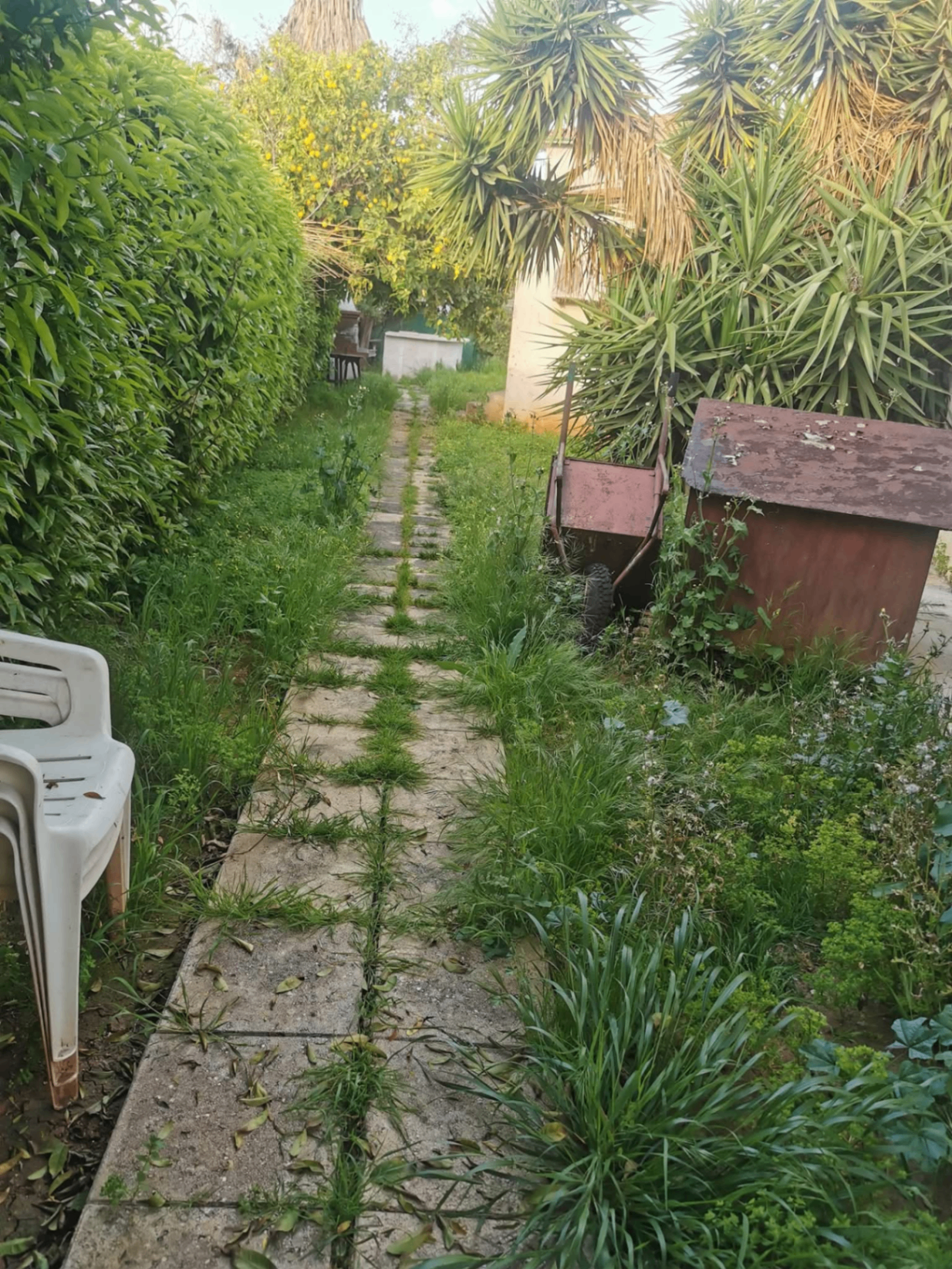 Garden Clearance & Maintenance — Before